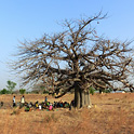baobab